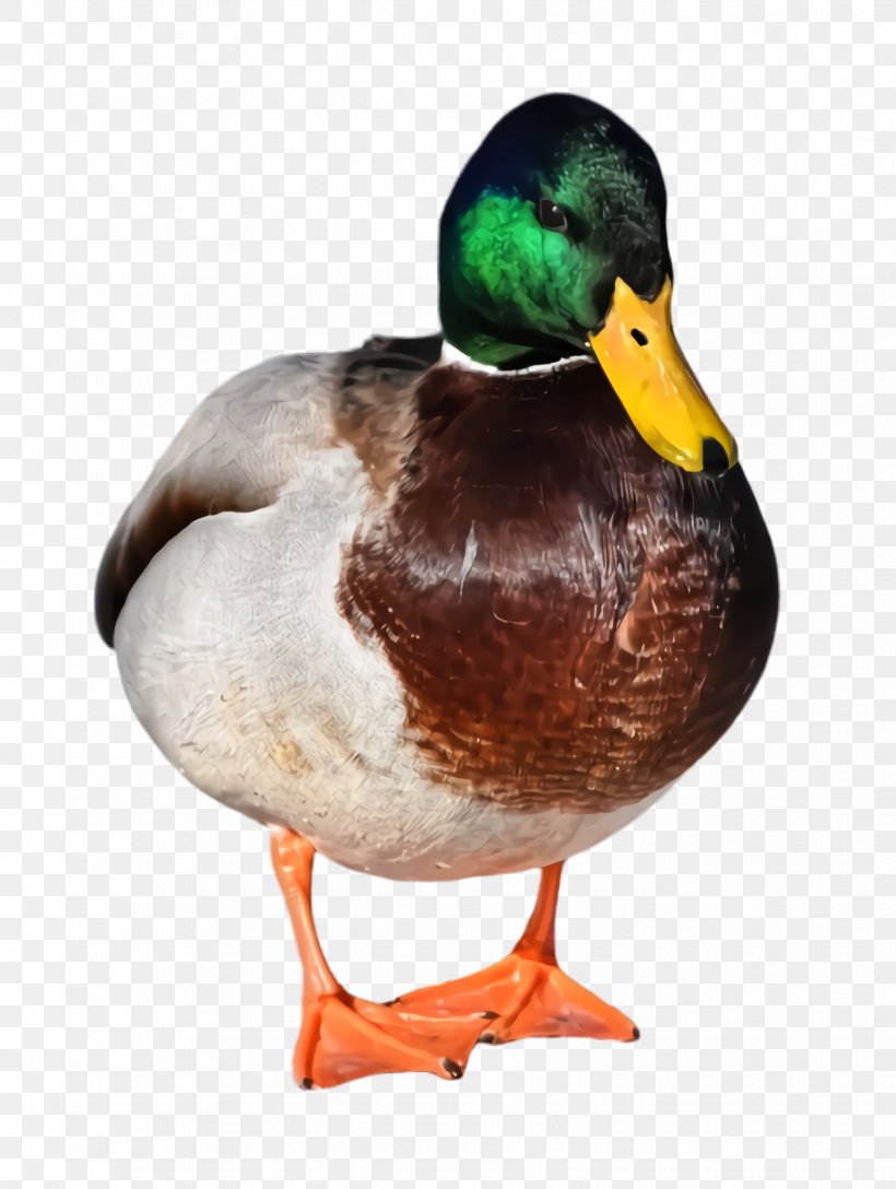 Bird Duck Mallard Ducks, Geese And Swans Water Bird, PNG, 1736x2304px, Bird, American Black Duck, Beak, Duck, Ducks Geese And Swans Download Free