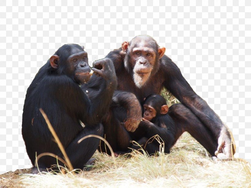 Common Chimpanzee Chimfunshi Wildlife Orphanage Gorilla How To Speak Chimpanzee Monkey, PNG, 1024x768px, Common Chimpanzee, Animal, Chimpanzee, Chingola, Endangered Species Download Free