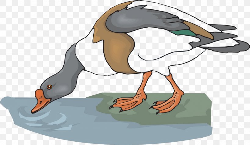 Goose Drinking Water Animal Clip Art, PNG, 1200x698px, Goose, Animal, Aquatic Animal, Beak, Bird Download Free