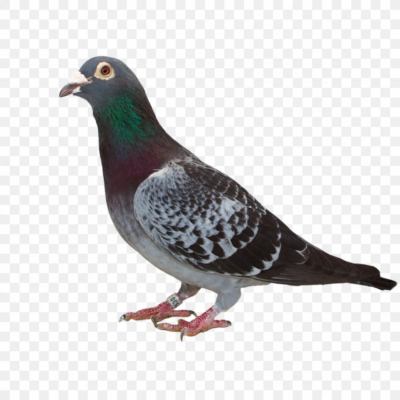 Stock Dove Columbidae Beak Feather, PNG, 1024x1024px, Stock Dove, Beak, Bird, Columbidae, Feather Download Free