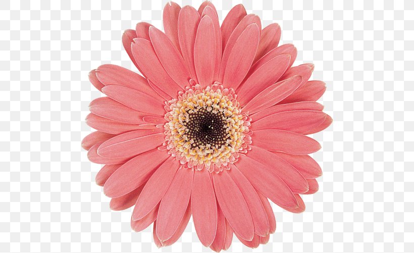 Transvaal Daisy Marguerite Daisy Chrysanthemum Cut Flowers Pink M, PNG, 500x501px, Transvaal Daisy, Argyranthemum, Chrysanthemum, Chrysanths, Cut Flowers Download Free