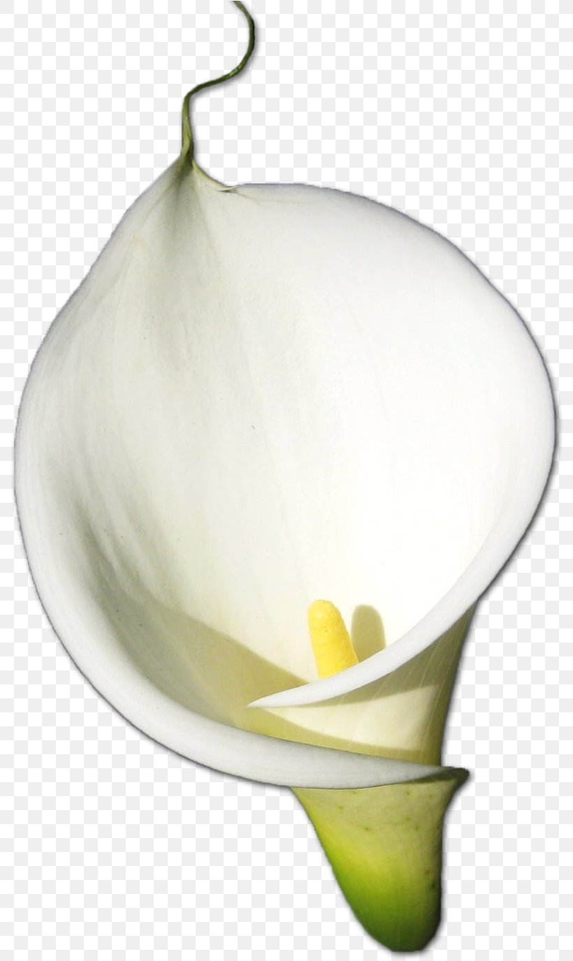 White Lily Flower, PNG, 794x1376px, Arumlily, Alismatales, Anthurium, Arum, Arum Family Download Free