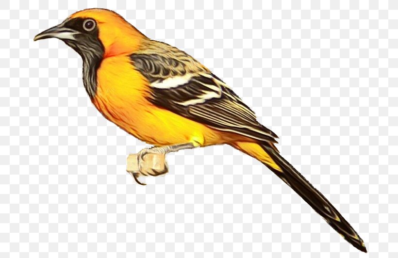 Bird Beak Old World Oriole Songbird Finch, PNG, 697x532px, Watercolor, Atlantic Canary, Beak, Bird, Canary Download Free