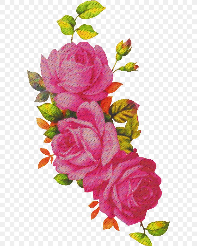 Garden Roses, PNG, 594x1020px, Flower, Cut Flowers, Flowering Plant, Garden Roses, Petal Download Free