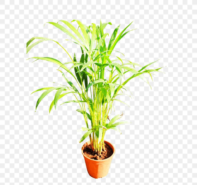 Palm Trees Plants Houseplant Grasses Terrestrial Plant, PNG, 600x770px, Palm Trees, Animal, Arecales, Flowerpot, Grass Download Free