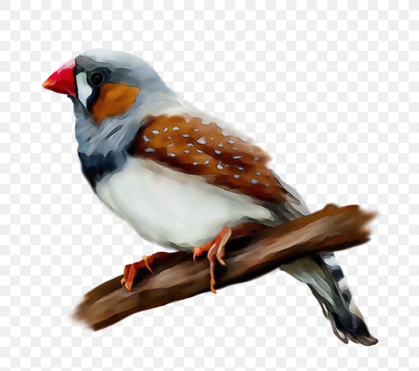 Robin Bird, PNG, 693x727px, Watercolor, Beak, Bird, European Robin, Feather Download Free