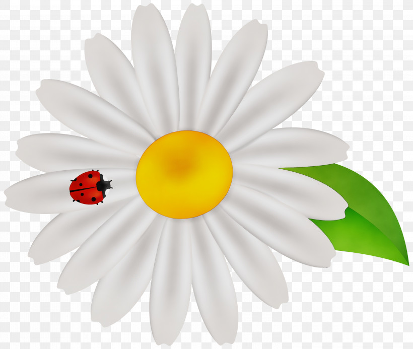 Yellow Transvaal Daisy, PNG, 3000x2537px, Watercolor, Asterales, Barberton Daisy, Camomile, Chamomile Download Free