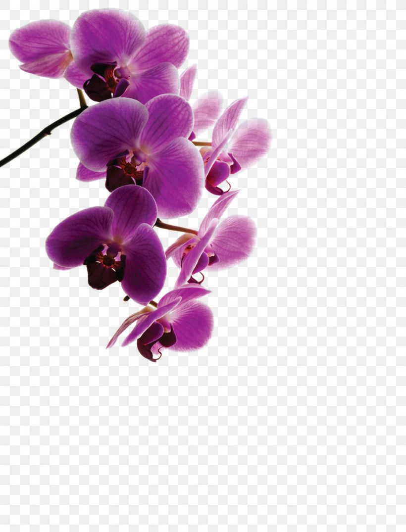 Flower Violet Purple Plant Petal, PNG, 930x1220px, Flower, Cut Flowers, Dendrobium, Magenta, Moth Orchid Download Free