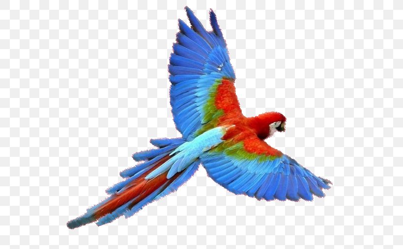 Parrots Of New Guinea Bird, PNG, 579x508px, Parrot, Animal, Beak, Bird, Bird Flight Download Free