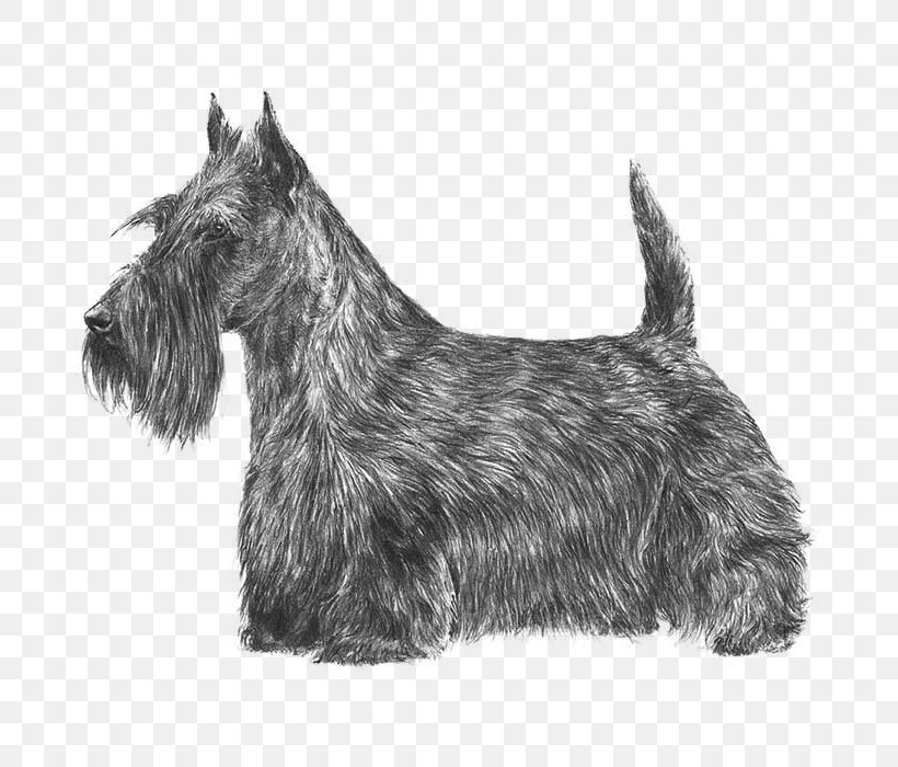 Scottish Terrier Dandie Dinmont Terrier Scottish Deerhound Skye Terrier American Hairless Terrier, PNG, 700x700px, Scottish Terrier, American Hairless Terrier, American Kennel Club, Black And White, Breed Download Free