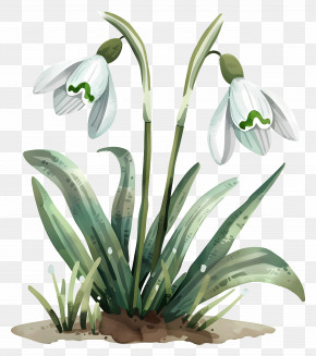 Snowdrops - Single Snowdrop Flower PNG