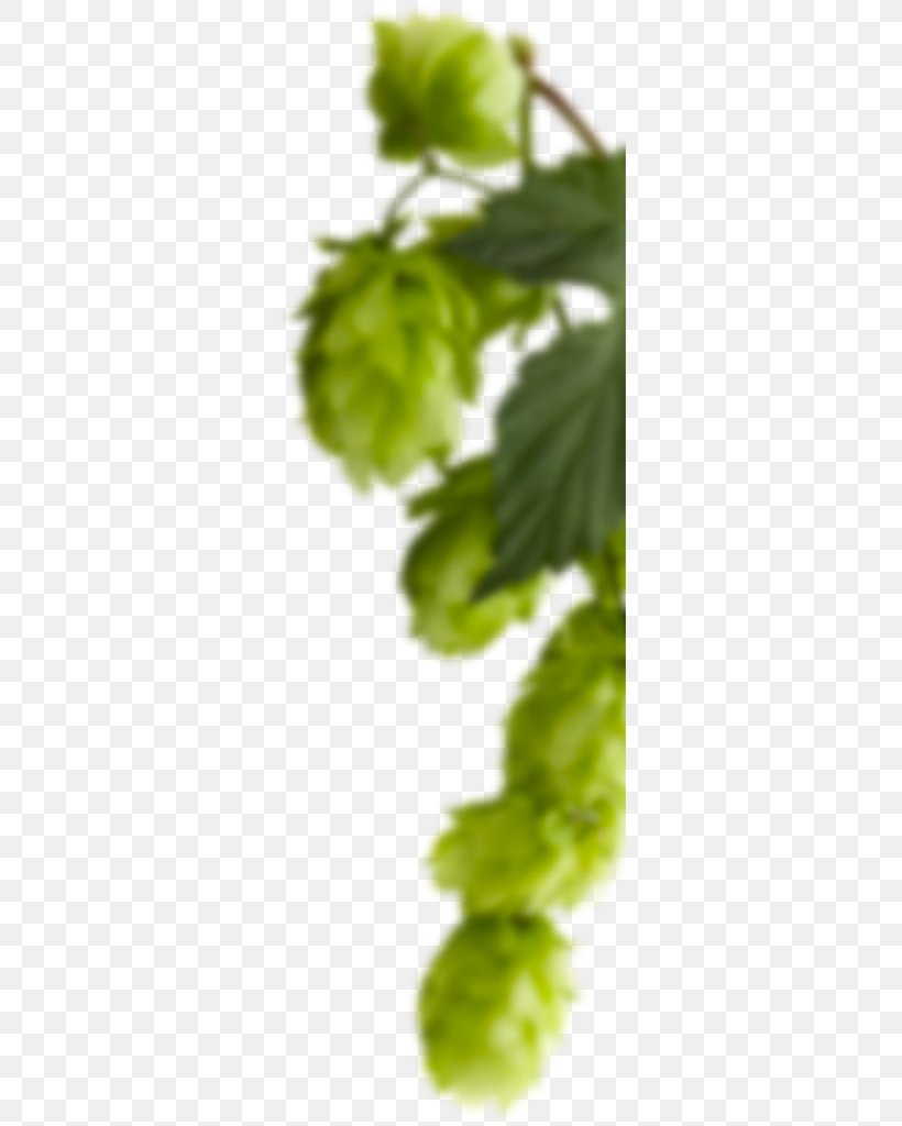 Beer Hall пивная лига – пиво оптом Price Close-up, PNG, 318x1024px, Beer, Beer Hall, Branch, Branching, Central Federal District Download Free