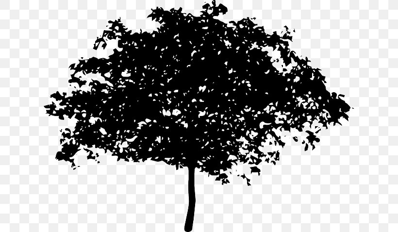 Branch Tree Giant Sequoia Clip Art, PNG, 640x478px, Branch, Black And White, Coast Redwood, Elm, Fruit Tree Download Free