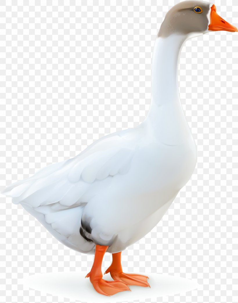 Domestic Goose Duck Bird, PNG, 2067x2632px, Goose, Beak, Bird, Canada Goose, Domestic Goose Download Free