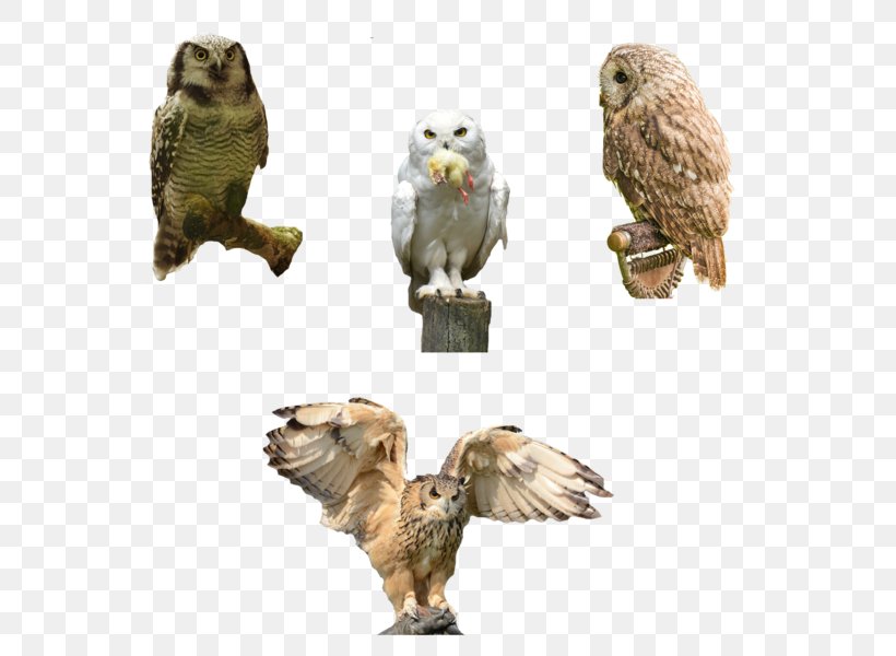 Eurasian Eagle-owl Bird Of Prey Beak, PNG, 600x600px, Owl, Animal, Beak, Bird, Bird Of Prey Download Free