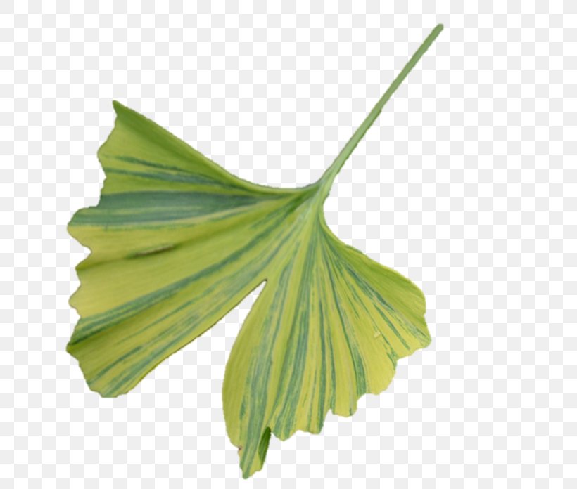 Flower Illustration, PNG, 654x696px, Maidenhair Tree, Disease, Drawing, Extract, Flower Download Free