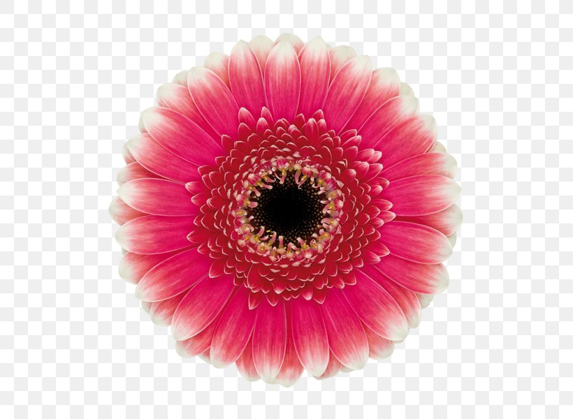Transvaal Daisy Common Daisy Cut Flowers Blume, PNG, 600x600px, Transvaal Daisy, Asterales, Blume, Color, Common Daisy Download Free