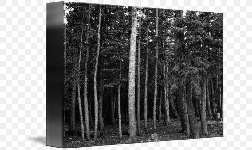 Black And White /m/083vt Forest Wood Tree, PNG, 650x489px, Black And White, Biome, Black, Black M, Conifers Download Free