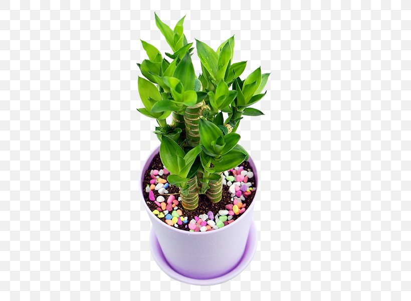 Lucky Bamboo Plant, PNG, 600x600px, Lucky Bamboo, Bamboe, Bamboo, Bonsai, Data Download Free