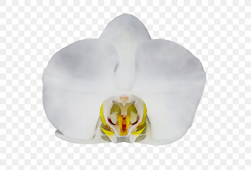 Moth Orchids, PNG, 1439x975px, Moth Orchids, Alismatales, Arum Family, Cattleya, Dendrobium Download Free