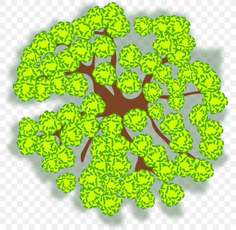 Tree Clip Art, PNG, 800x800px, Tree, Birch, Grass, Green, Leaf Download Free