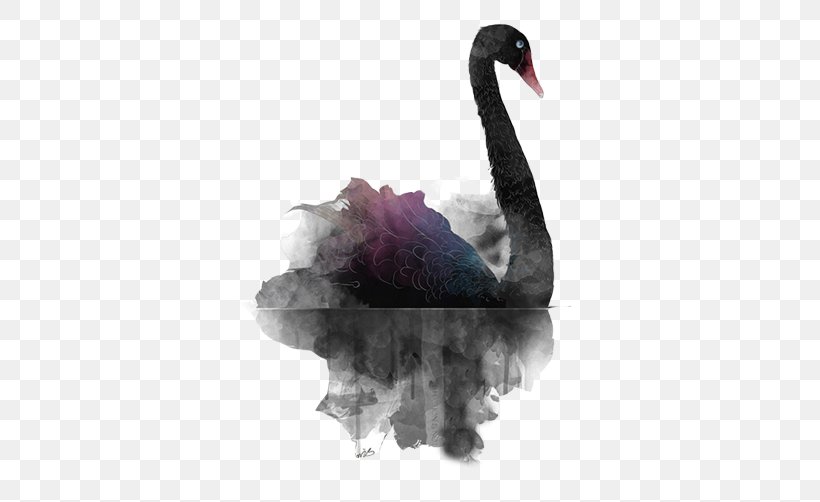 Black Swan Theory, PNG, 502x502px, Black Swan, Beak, Bird, Black And White, Black Swan Theory Download Free