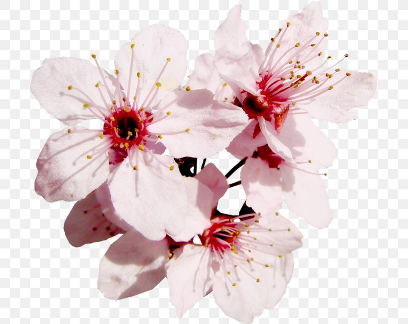 Blossom Flower Fruit Tree Cherries, PNG, 699x652px, Blossom, Branch, Cherries, Cherry Blossom, Clothing Download Free