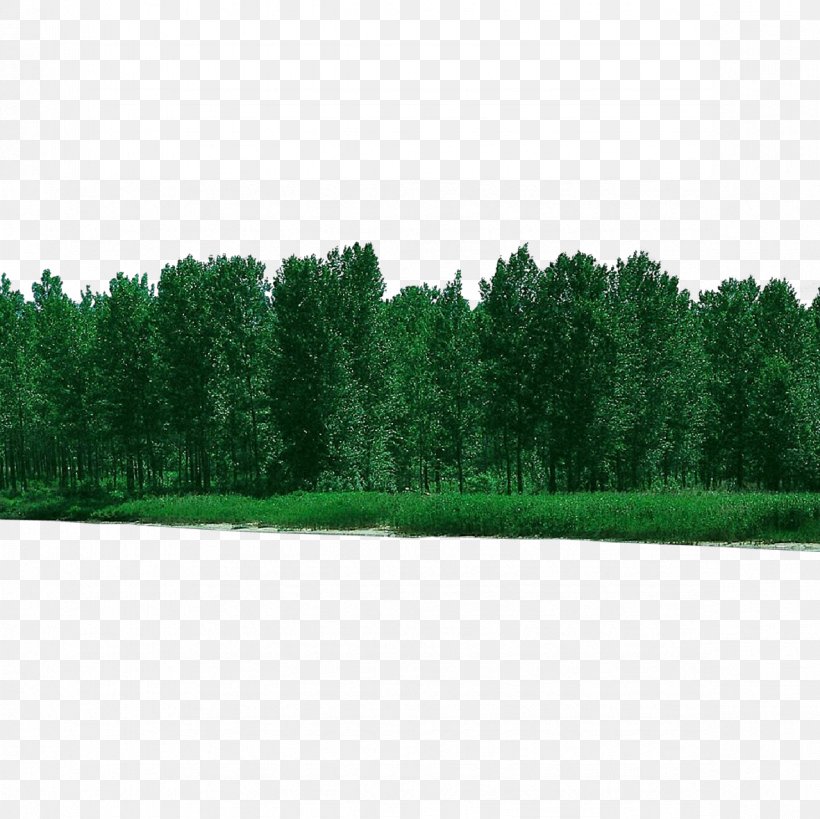 Green Tree Grass Natural Environment Woody Plant, PNG, 1181x1181px, Cartoon, Biome, Evergreen, Grass, Green Download Free
