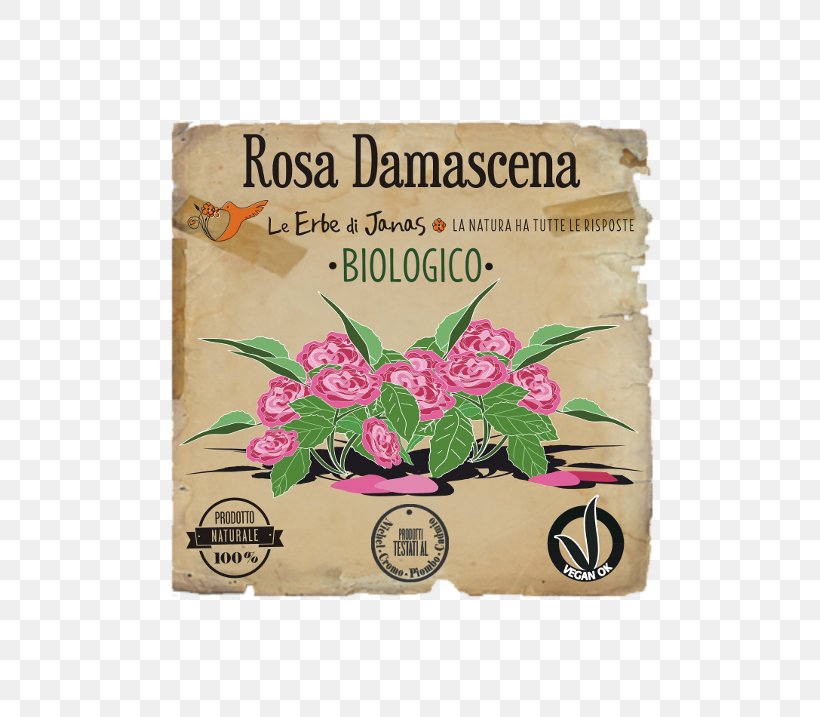 Herb Damask Rose Soapberries Fenugreek Dog-rose, PNG, 500x717px, Herb, Ayurveda, Cosmetics, Damask Rose, Dogrose Download Free