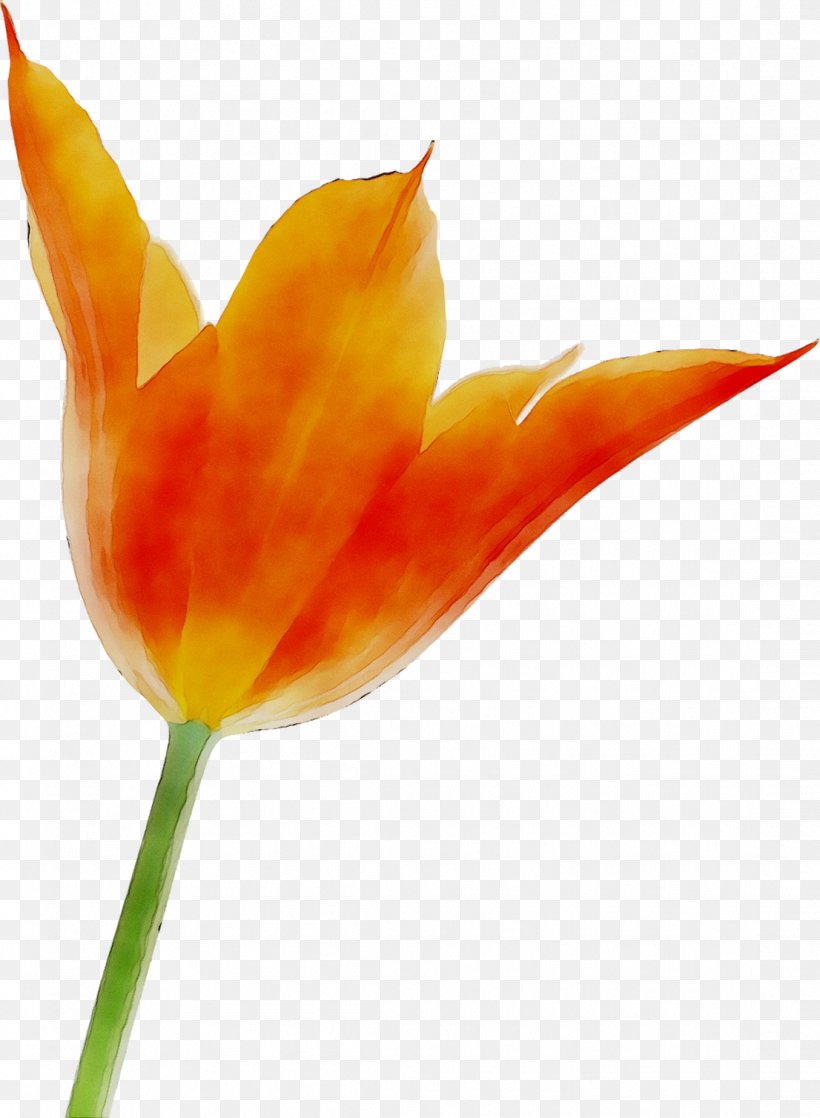 Tulip Plant Stem Orange S.A. Plants, PNG, 1106x1509px, Tulip, Anthurium, Bird Of Paradise, Botany, Flower Download Free