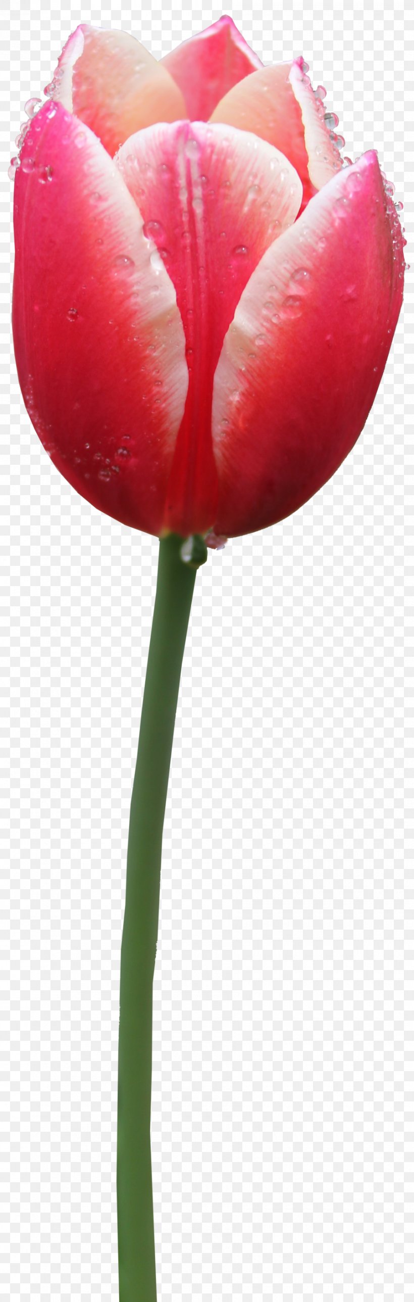 Tulip, PNG, 900x2829px, Tulip, Bud, Close Up, Cut Flowers, Display Resolution Download Free