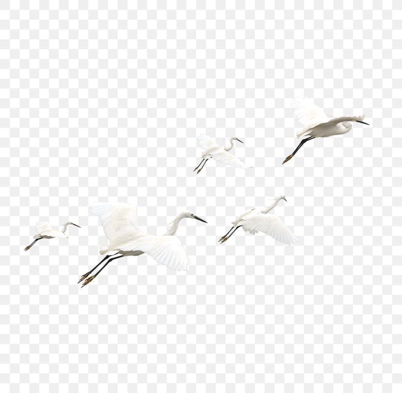 Bird White Pattern, PNG, 800x800px, Bird, White Download Free
