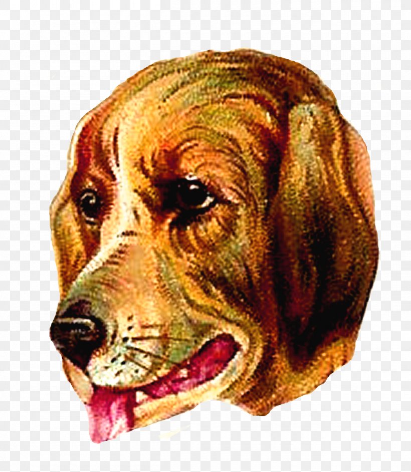 Bloodhound Harrier English Foxhound Redbone Coonhound Beagle, PNG, 1305x1500px, Bloodhound, Beagle, Breed, Carnivoran, Companion Dog Download Free