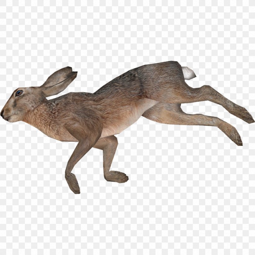 European Hare Photography Kangaroo Animal, PNG, 974x974px, European Hare, Animal, Animal Figure, Arctic Hare, Death Download Free