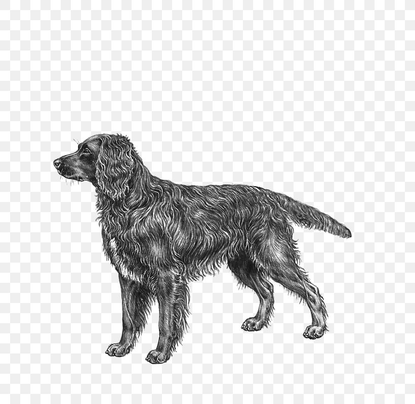 Flat-Coated Retriever Field Spaniel German Spaniel Dog Breed, PNG, 800x800px, Flatcoated Retriever, Black And White, Breed, Breed Group Dog, Carnivoran Download Free