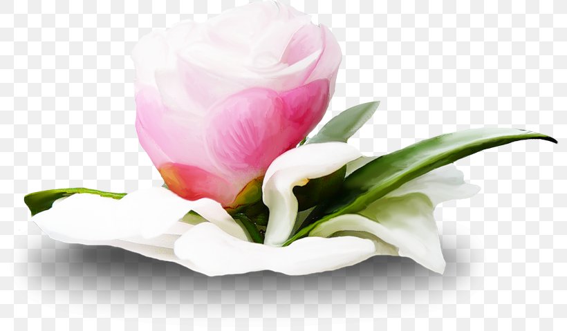 Flower Web Browser Clip Art, PNG, 800x479px, Flower, Artificial Flower, Author, Blog, Bud Download Free