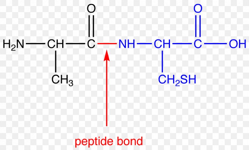 Peptide Bond Amino Acid N-terminus C-terminus, PNG, 876x530px, Peptide Bond, Acid, Amide, Amine, Amino Acid Download Free