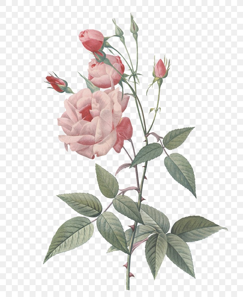 Rose Painting Botany Floral Design, PNG, 800x1000px, Rose, Art, Artist, Botanical Illustration, Botany Download Free