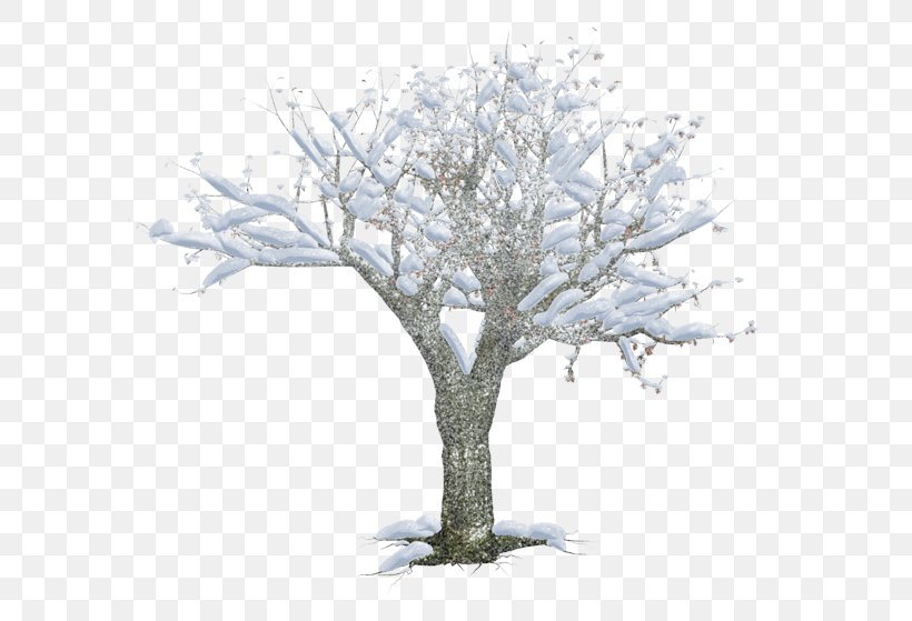 Winter, PNG, 600x559px, Winter, Branch, Frost, Snow, Tree Download Free