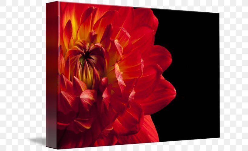 Dahlia Still Life Photography Tulip, PNG, 650x501px, Dahlia, Flower, Flowering Plant, Magenta, Modern Art Download Free