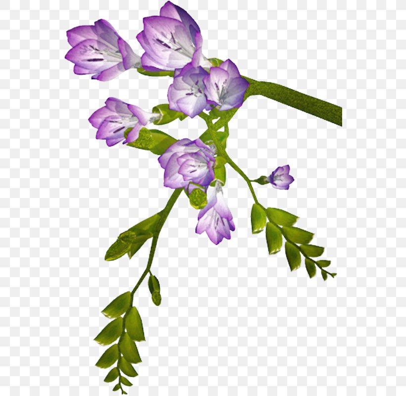 Flower Floral Design Clip Art, PNG, 562x800px, Flower, Albom, Branch, Bud, Cut Flowers Download Free