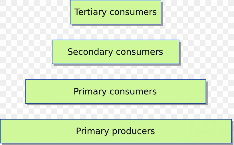 Trophic Level Ecological Pyramid Food Chain Biomass Ecology, PNG, 1280x794px, Trophic Level, Area, Biomass, Brand, Consumer Download Free