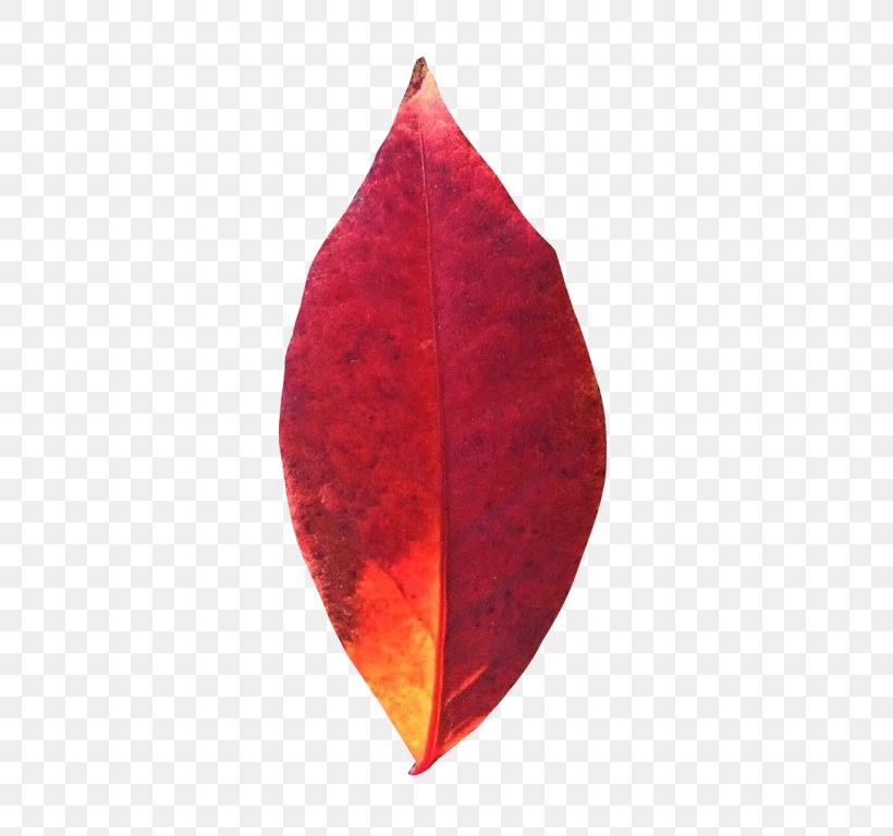Autumn Leaves Maple Leaf, PNG, 500x768px, Autumn Leaves, Autumn, Element, Green, Information Download Free