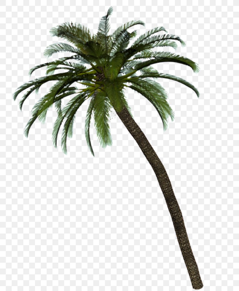 Date Palm Arecaceae Tree Service, PNG, 800x997px, Date Palm, Arecaceae, Arecales, Flowerpot, Hotel Download Free