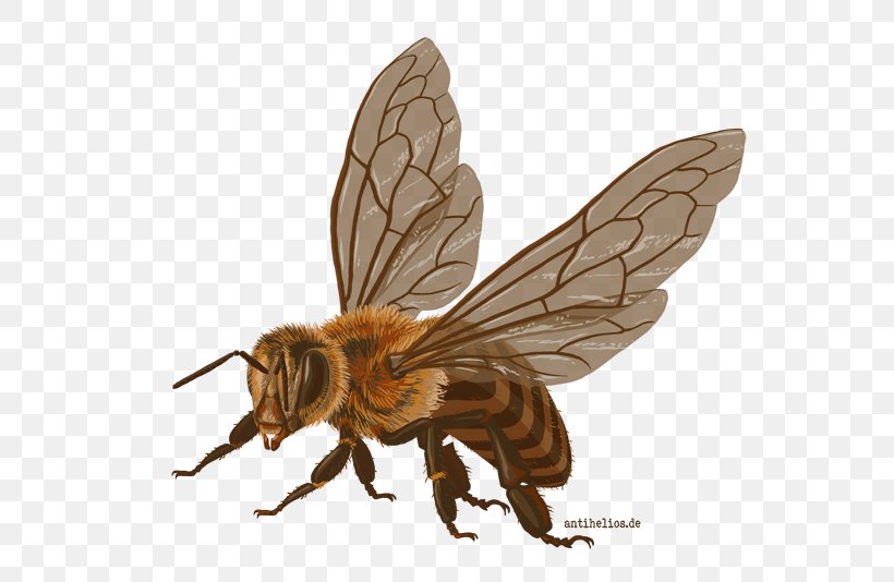 Honey Bee Insect Department Design University Of North Dakota, PNG, 631x534px, Honey Bee, Animation, Arthropod, Bee, Black Fly Download Free