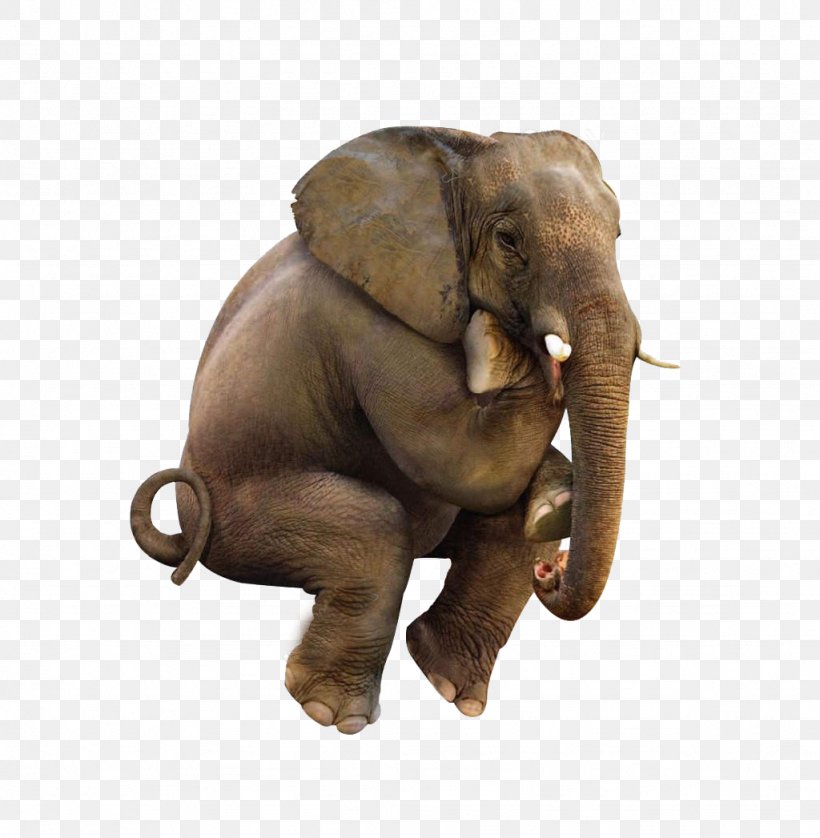 Indian Elephant, PNG, 1024x1047px, Elephant, African Elephant, Animal Figure, Bathroom, Curtain Download Free