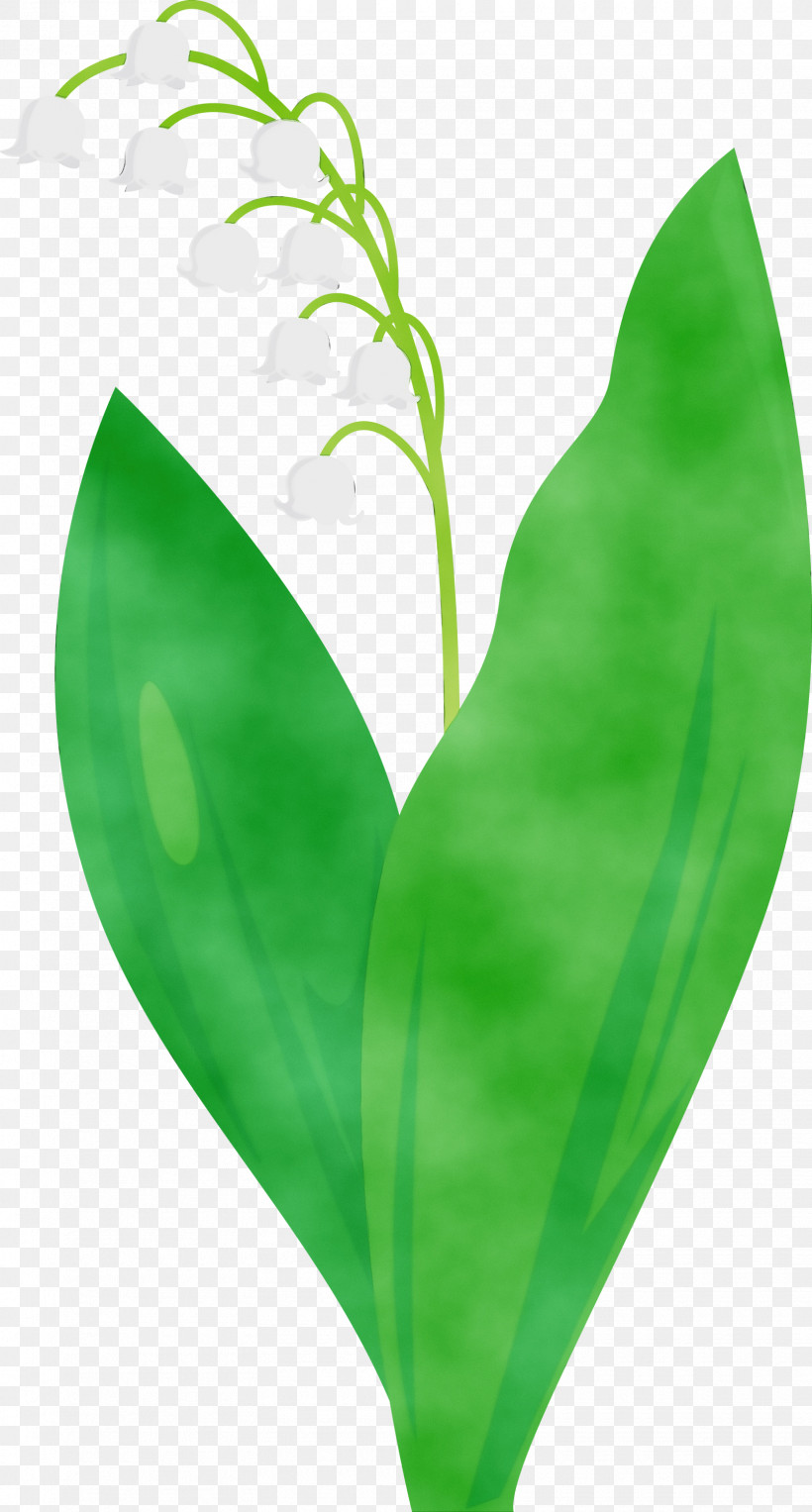 Leaf Green Lily Of The Valley Flower Plant, PNG, 1610x3000px, Lily Bell, Anthurium, Flower, Green, Leaf Download Free