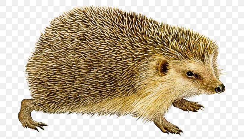European Hedgehog Clip Art Image, PNG, 721x468px, Hedgehog, Domesticated Hedgehog, Echidna, Erinaceidae, European Hedgehog Download Free