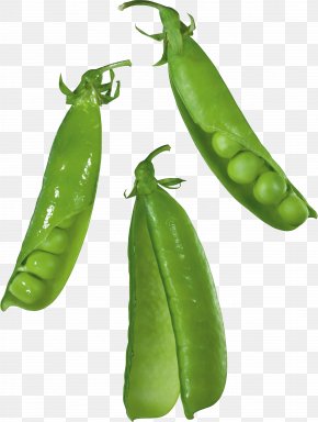 Vegetable - Food Snap Pea Vegetable Lima Bean Legume PNG