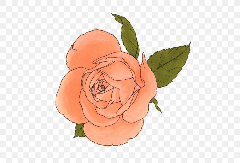 Garden Roses, PNG, 500x556px, Garden Roses, Artist, Camellia, China Rose, Copic Download Free
